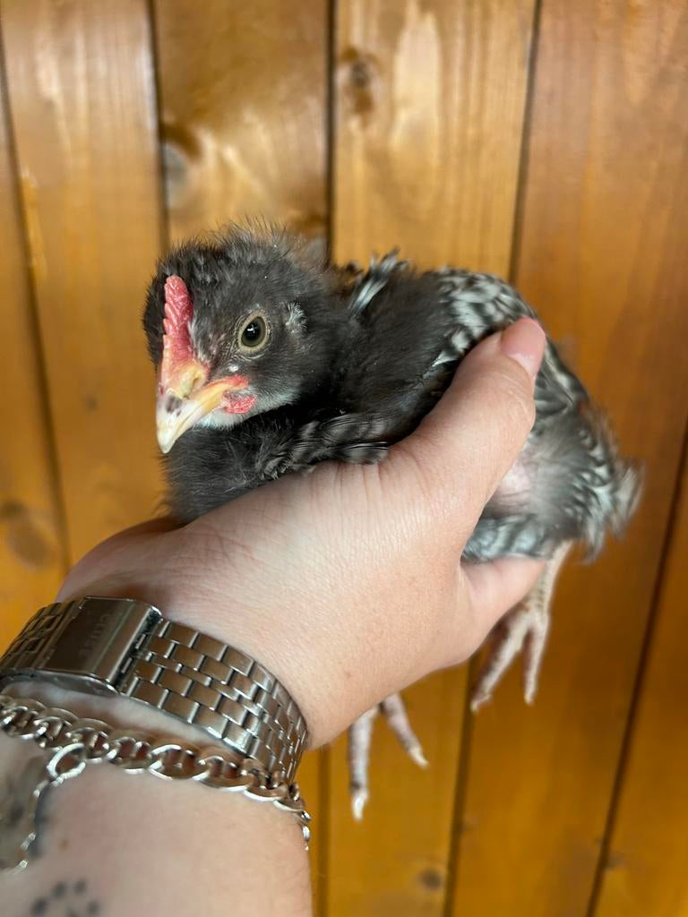 Amrock kuikens, Dieren en Toebehoren, Pluimvee, Mannelijk, Kip