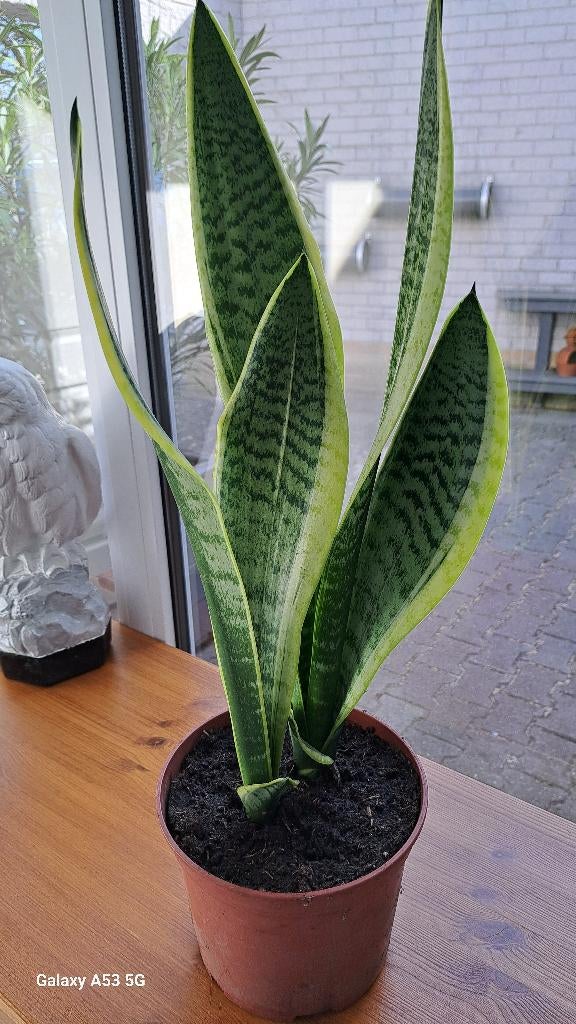Sanseveria, Ophalen, Halfschaduw, Minder dan 100 cm