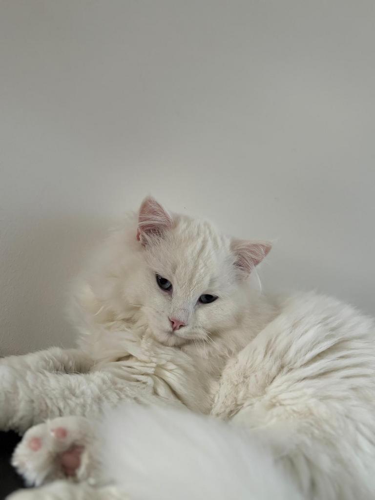 Ragdoll katers, Ophalen of Verzenden