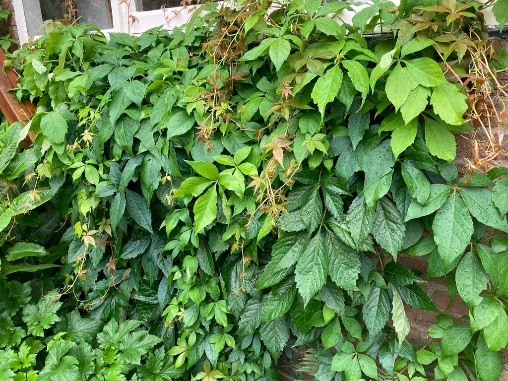 Klimplant - parthenocissus - wilde wingerd, Tuin en Terras, Ophalen, Overige soorten, Minder dan 100 cm