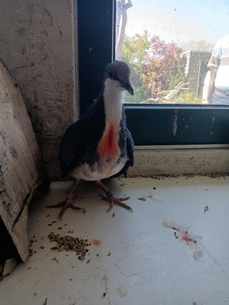Dolksteekduif, Dieren en Toebehoren, Mannelijk