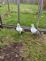 Sierduiven, Dieren en Toebehoren, Meerdere dieren, Overige soorten