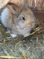 Konijntjes (Vlaamse Reus), Dieren en Toebehoren, Konijnen, Meerdere dieren, Groot, 0 tot 2 jaar