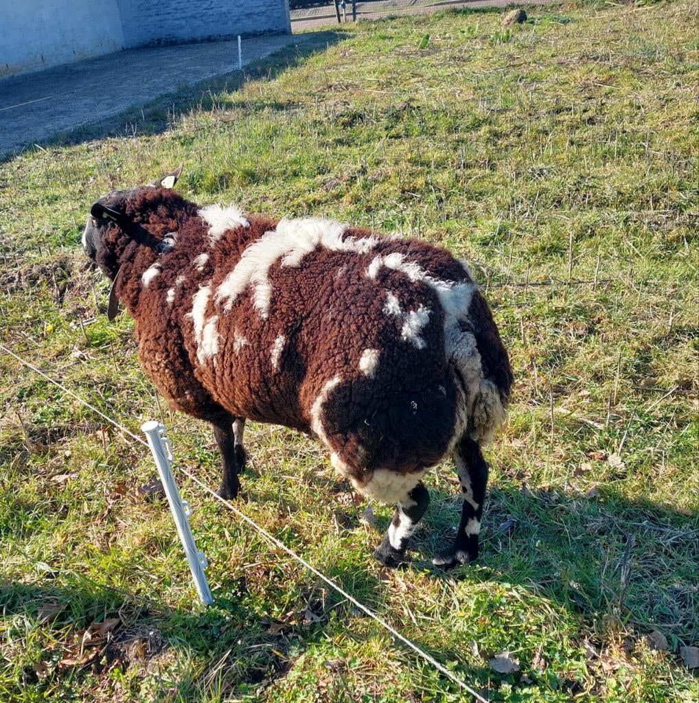 Mooie luxe bonte dekram, Mannelijk, Schaap