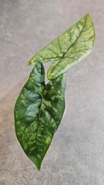 Alocasia Boyceana Shattered Glass, Ophalen of Verzenden, Halfschaduw, Minder dan 100 cm