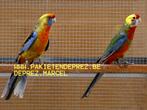Gevraagd bonte penant man, Dieren en Toebehoren, Vogels | Parkieten en Papegaaien, Mannelijk, Parkiet