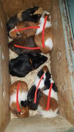 Supermooie lieve setjes cavia broertjes., Januari, Mannelijk, Cavia