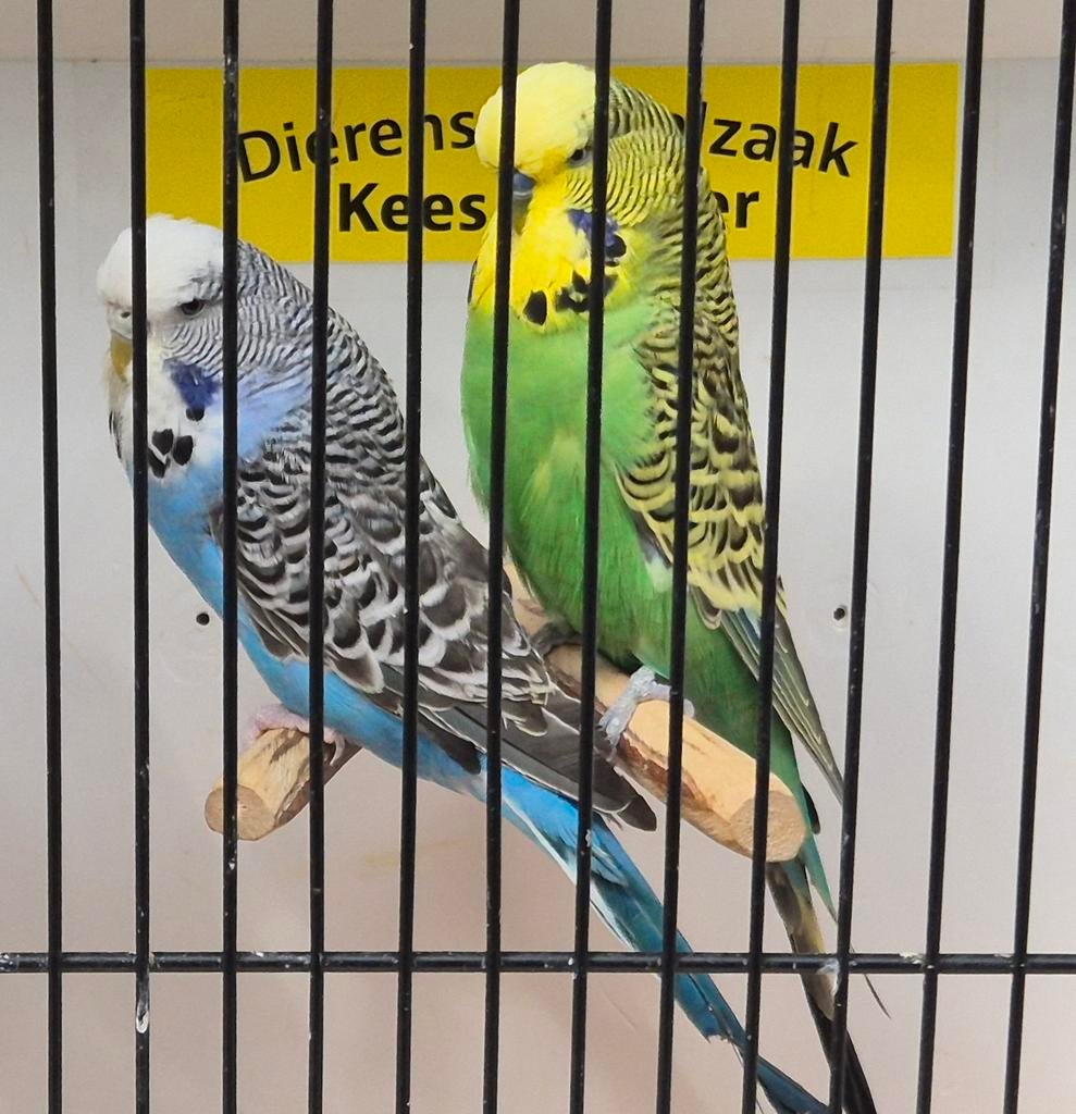 Koppel Engelse parkieten, Meerdere dieren, Parkiet