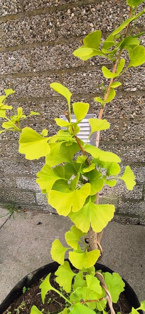 ginkgo biloba bonsai, Bloeit niet, Halfschaduw, Minder dan 100 cm, Overige soorten