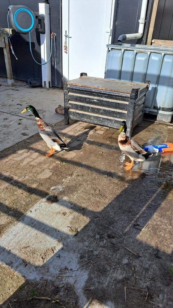 Indische Loopeenden, Dieren en Toebehoren, Pluimvee, Mannelijk, Eend