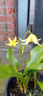 Erythronium pagoda (hondstand), Ophalen, Overige soorten, Halfschaduw