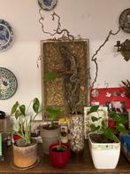 Diverse kamerplanten in potten, 100 tot 150 cm, Overige soorten, In pot, Groene kamerplant