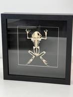 Padden skelet in luxe lijst, Ophalen of Verzenden, Nieuw, Reptiel of Amfibie, Schedel