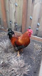 Broedeieren autosexende eastereggers op Welsumer basis, Geslacht onbekend, Kip