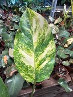 Epipremnum Golden Flame - Nieuw in pot 12, Overige soorten, In pot, Minder dan 100 cm, Groene kamerplant