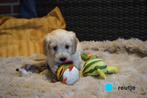 Medium kruising labradoodle pups., Dieren en Toebehoren, Nederland, Parvo, Overige rassen, 8 tot 15 weken