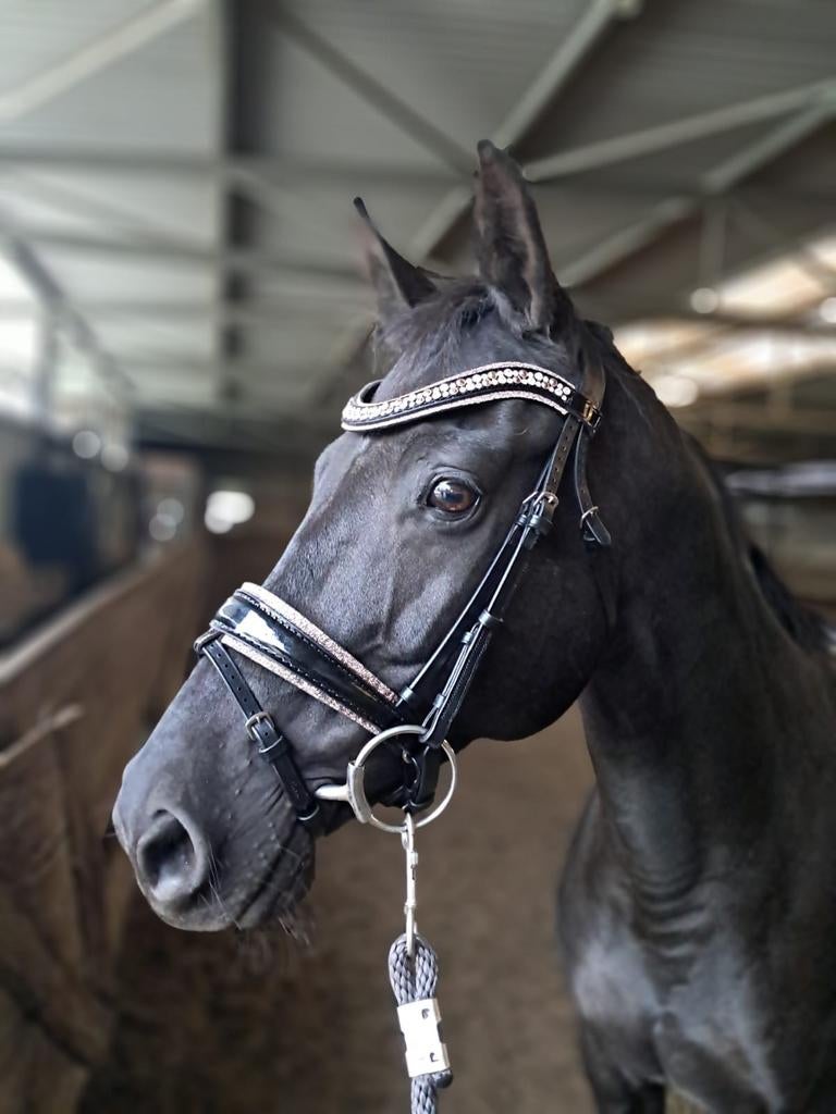 Monère equestrian hoofdstel, Ophalen of Verzenden, Zo goed als nieuw, Dressuur