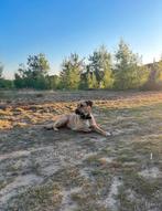 Lieve sociale hond te koop, Dieren en Toebehoren, Honden | Herdershonden en Veedrijvers, Teef, Eén hond, 3 tot 5 jaar, Herder