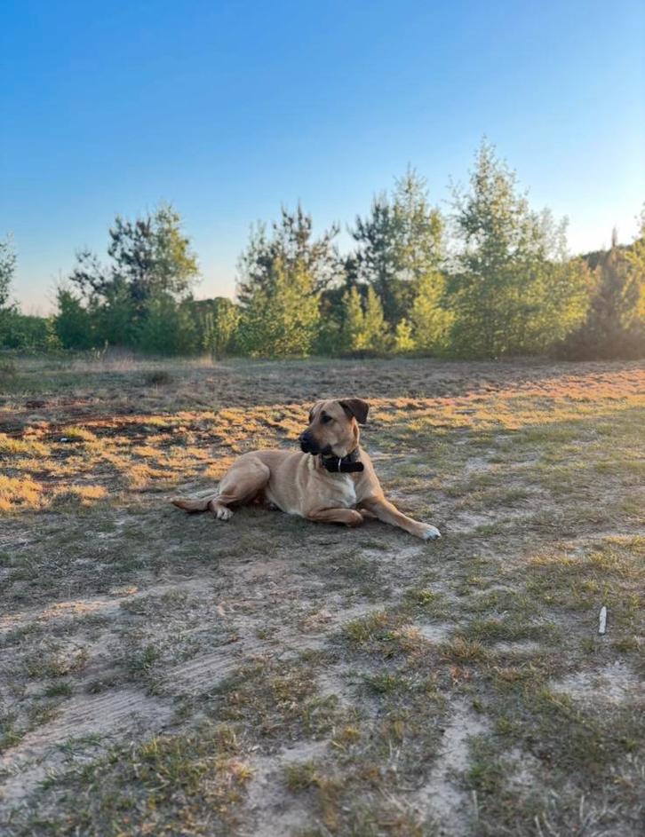 Lieve sociale hond te koop, Dieren en Toebehoren, Honden | Herdershonden en Veedrijvers, Teef, Herder, Particulier, Eén hond, Nederland