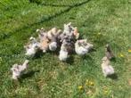 Usa zijdehoen hennen🐥 3wk geent zijdehoenders 🍀, Dieren en Toebehoren, Vrouwelijk, Kip