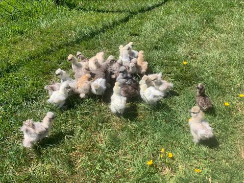 Usa zijdehoen hennen🐥 2,5wk geent zijdehoenders 🍀, Dieren en Toebehoren, Pluimvee, Kip, Vrouwelijk