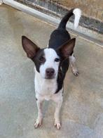 ACE: Ronaldo is goed en braaf in omgang, Dieren en Toebehoren, Honden | Niet-rashonden, 6 jaar of ouder, Particulier, Rabiës (hondsdolheid)