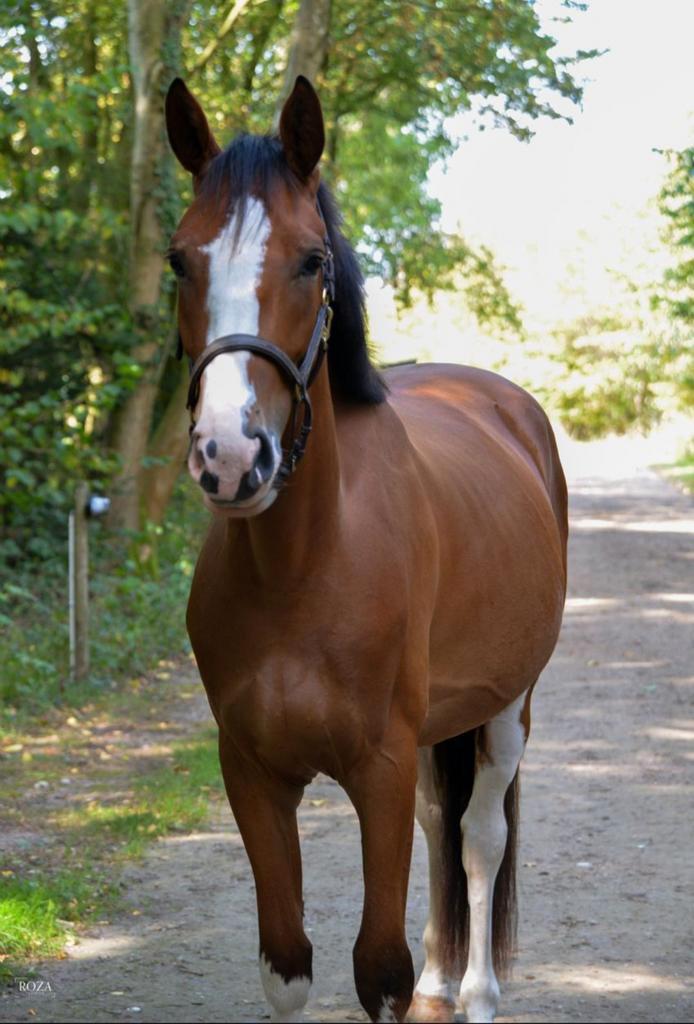 Prachtig paard en stoere E pony, Dieren en Toebehoren, Paarden, Merrie, 3 tot 6 jaar, Dressuurpaard