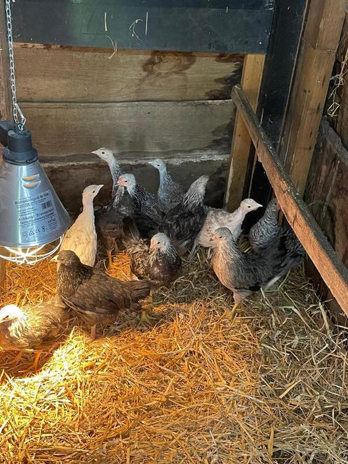 Kippen en kalkoen kuikens, Dieren en Toebehoren, Pluimvee, Kip, Meerdere dieren