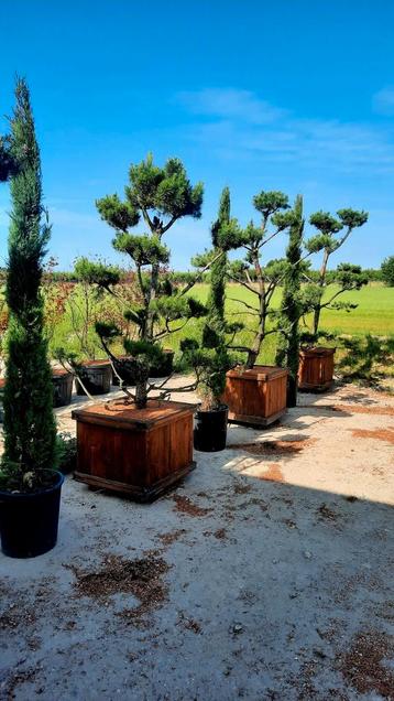 Pinus nigra bonsai Oostenrijkse den🌳 beschikbaar voor biedingen