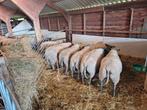 Blue de Maine lammeren, Dieren en Toebehoren, Schapen, Geiten en Varkens, Mannelijk, Schaap