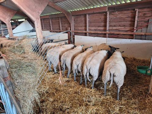 Blue de Maine lammeren, Dieren en Toebehoren, Schapen, Geiten en Varkens, Schaap, Mannelijk