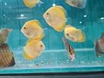 Yellow Checkerboard Discus, Symphysodon Discus, Vis, Zoetwatervis