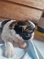 Shih Tzu pups, Dieren en Toebehoren, Honden | Chihuahua's en Gezelschapshonden, Overige rassen, Teef, Meerdere, Nederland