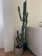 Cactus, Ophalen, Cactus, Volle zon