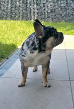 🩷 Super knappe, lieve franse bulldog teef 🩷, Dieren en Toebehoren, Honden | Bulldogs, Pinschers en Molossers, 15 weken tot 1 jaar
