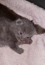 Mooi nest: grijze kittens, schildpad kitten, grijs met rose, Dieren en Toebehoren, Katten en Kittens | Overige Katten, Meerdere dieren