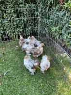 Cochin kriel haantjes kleur porselein, Dieren en Toebehoren, Pluimvee, Mannelijk, Kip