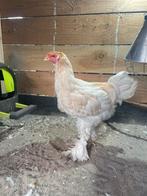 Brhama haan, Mannelijk, Kip