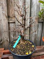 Prunus mahaleb bonsai - Sierlijke Kers, Tuin en Terras, Planten | Bomen, Overige soorten, Lente, Minder dan 100 cm, Ophalen
