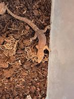 Gonatodes antillensis, Dieren en Toebehoren, 0 tot 2 jaar