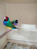 Mooi koppel gouldamadine, Dieren en Toebehoren, Vogels | Overige Vogels, Meerdere dieren