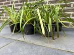 Siergras Carex Irish Green AKTIE, Tuin en Terras, Halfschaduw, Vaste plant, Siergrassen, Ophalen