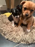 2 pups, Dieren en Toebehoren, Meerdere, Meerdere dieren, Chihuahua, Nederland