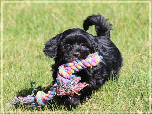Leuke Boomer pups., Dieren en Toebehoren, Honden | Chihuahua's en Gezelschapshonden, Meerdere dieren, Overige rassen, Fokker | Professioneel