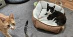 Kyra is een klein lief poesje van 9 jaar, Poes, Kortharig, 6 jaar of ouder