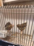 Gloster koppel, Dieren en Toebehoren, Meerdere dieren, Postuurkanarie