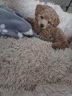 Maltipoo pup zeer zeldzaam, CDV (hondenziekte), 8 tot 15 weken, Eén hond, Nederland