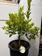 Aangeboden 2 citrus limequat bomen op stam in pot!!, Tuin en Terras, Ophalen, Volle zon, In pot, Citroenboom