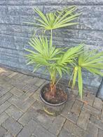 Palmbomen - Wagnerianus, Overige soorten, Volle zon, Vaste plant, Ophalen of Verzenden