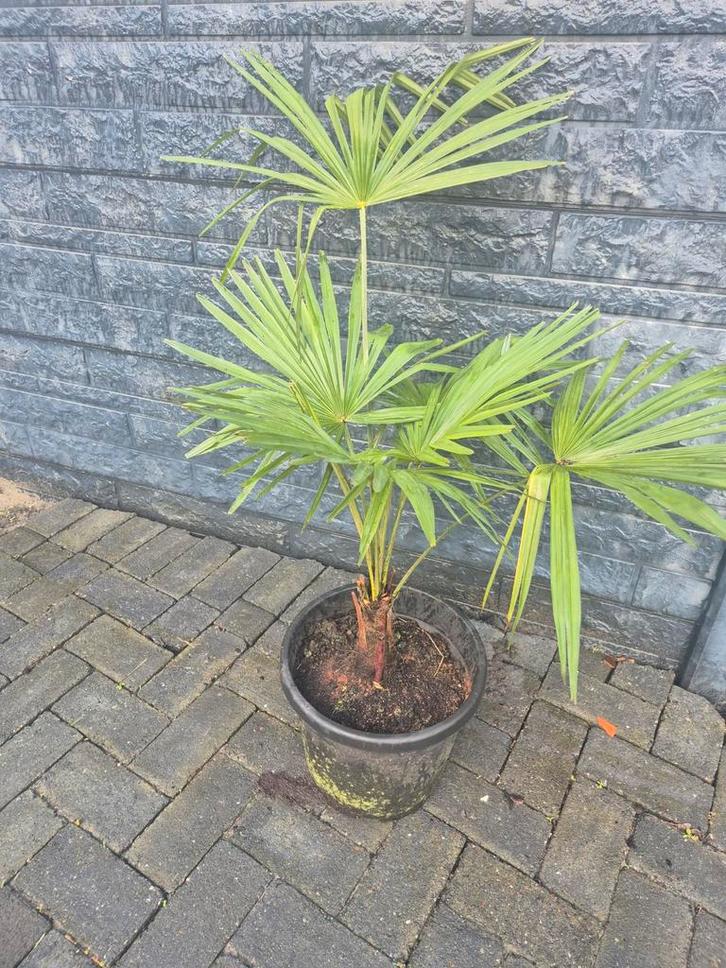 Palmbomen - Wagnerianus, Tuin en Terras, Planten | Tuinplanten, Vaste plant, Overige soorten, Volle zon, Bloeit niet, Ophalen of Verzenden